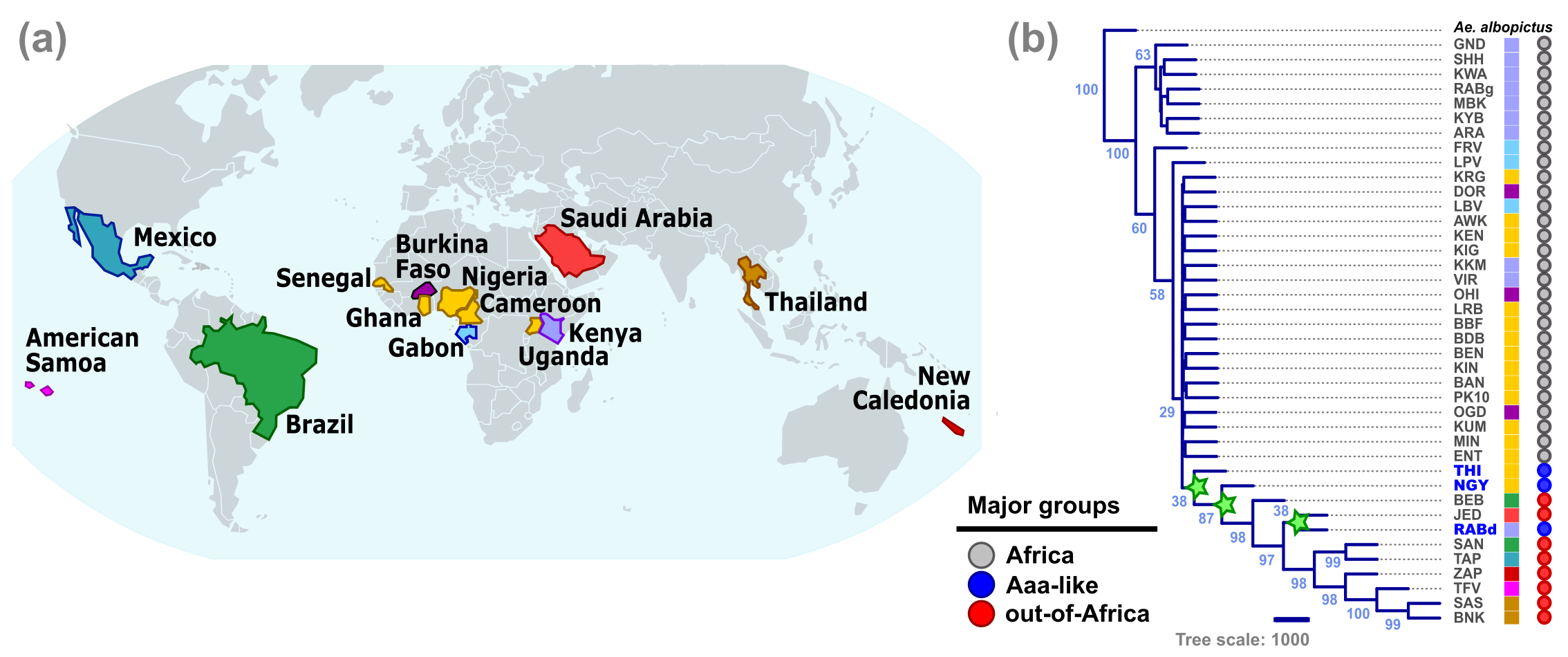 A well supported correspondence was shown between the worldwide distribution of Ae. aegypti samples (a) and the phylogeny of African and out-of-Africa populations (b). Only previously identified human-preferring mosquitoes4 from three African populations (i.e., the Aaa-like group from Ngoye: NGY, Thies: THI and Rabai: RABd) were found to be the outcome of subsequent evolutionary events (green starts in the phylogeny) from the first migration to the New World. Figures adapted from © 2025, Lozada-Chávez, A. N. et al., CC BY-NC-ND 4.0.