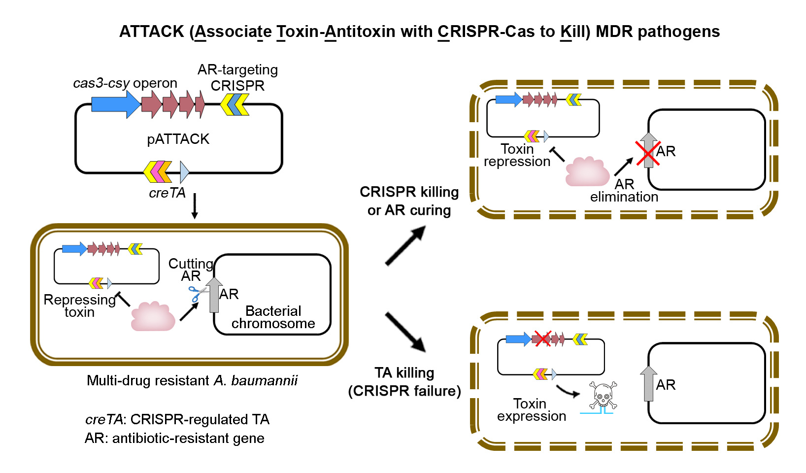 The concept of ATTACK antimicrobial strategy. 