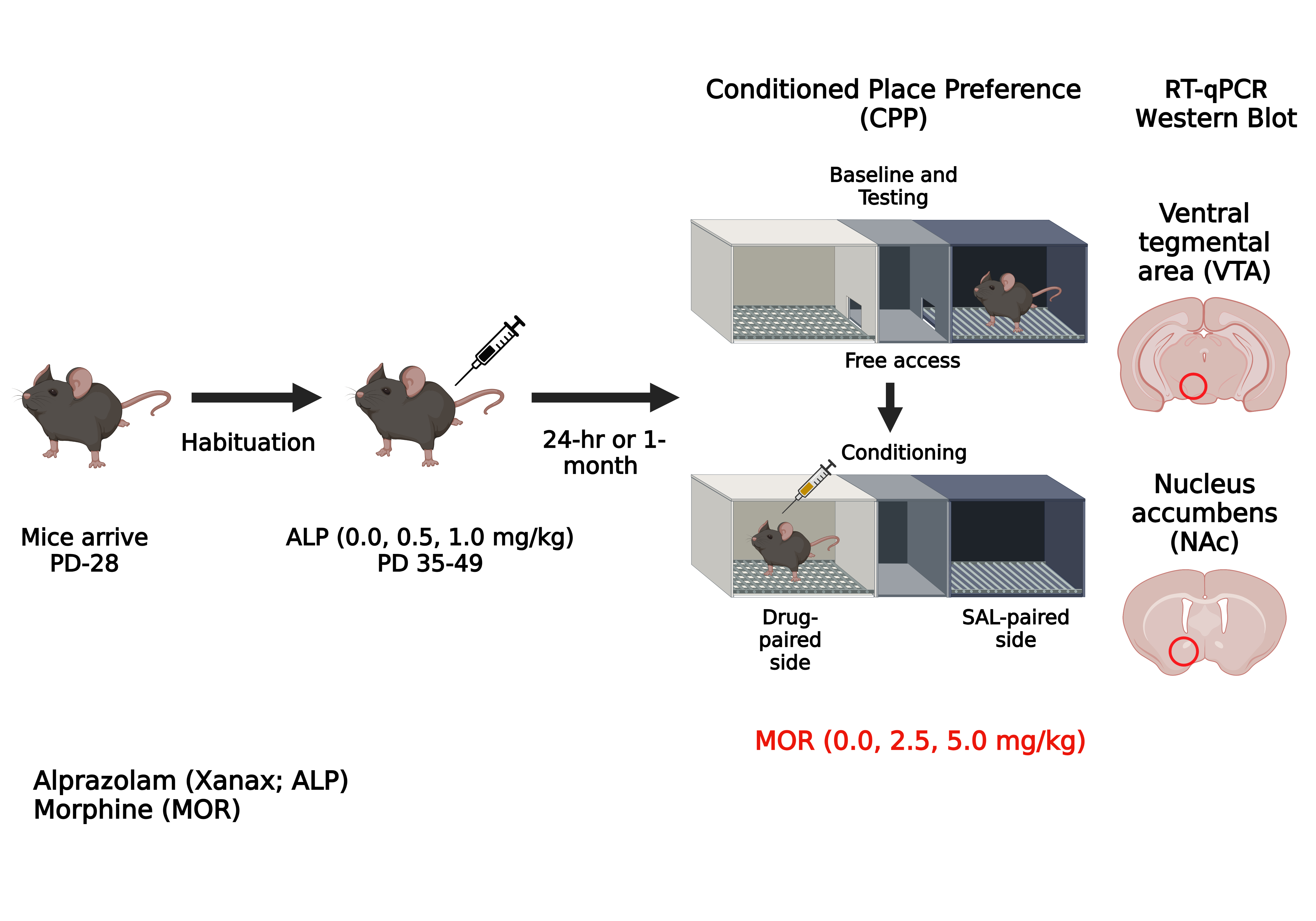 Male adolescent mice were pretreated with alprazolam for 2 weeks (PD35-49). Either 24h or 1 month after the last exposure, mice were tested for their sensitivity to the rewarding effects of morphine in the conditioned place preference (CPP) paradigm. In a separate cohort, tissue punches were collected from the ventral tegmental area (VTA) and nucleus accumbens (NAc) 24h or 1 month after the last alprazolam exposure for RT-qPCR and western blot analysis.
