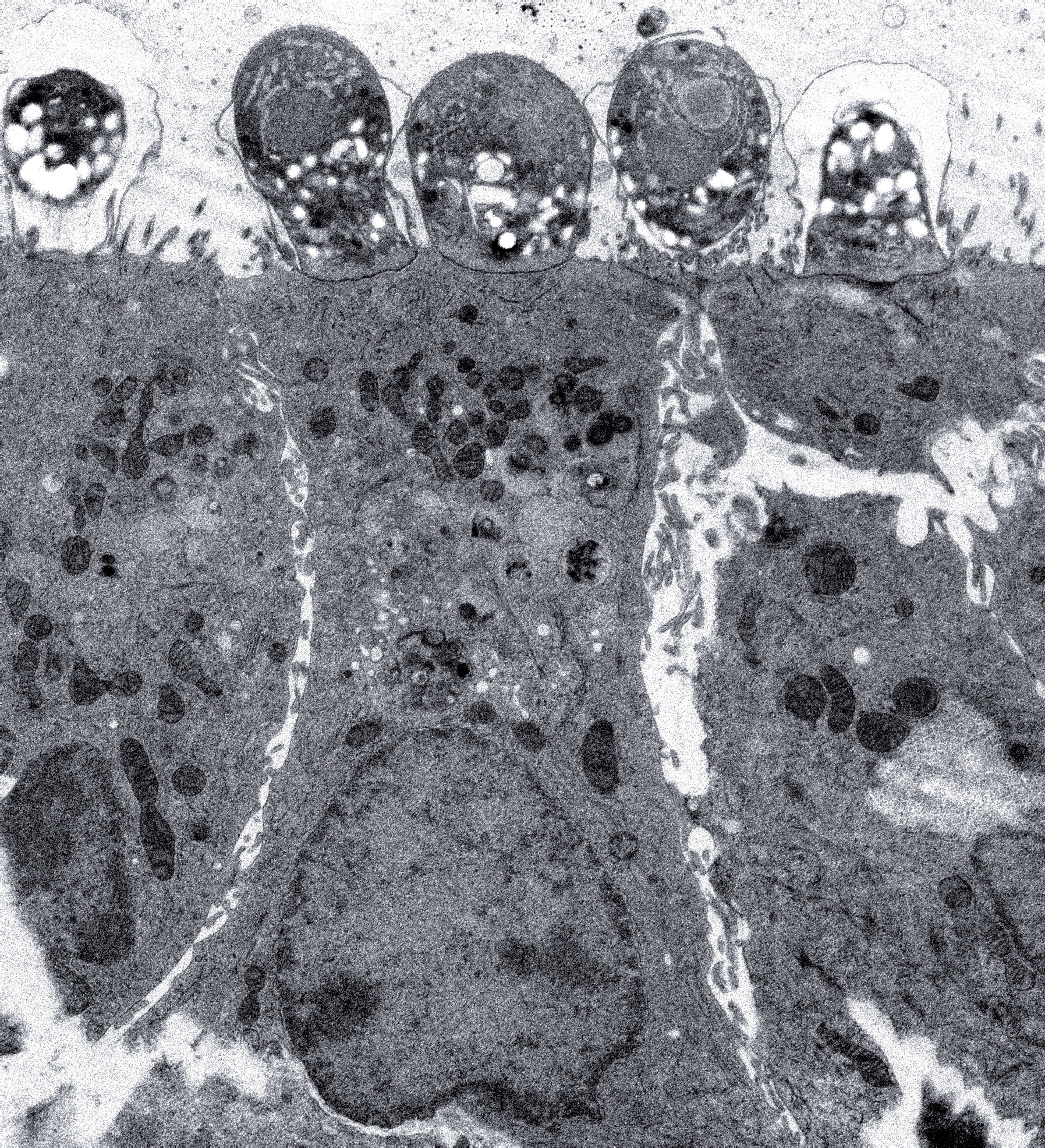 Crypto sitting happily inside the Organoid lumen Crypto sitting happily inside the Organoid lumen