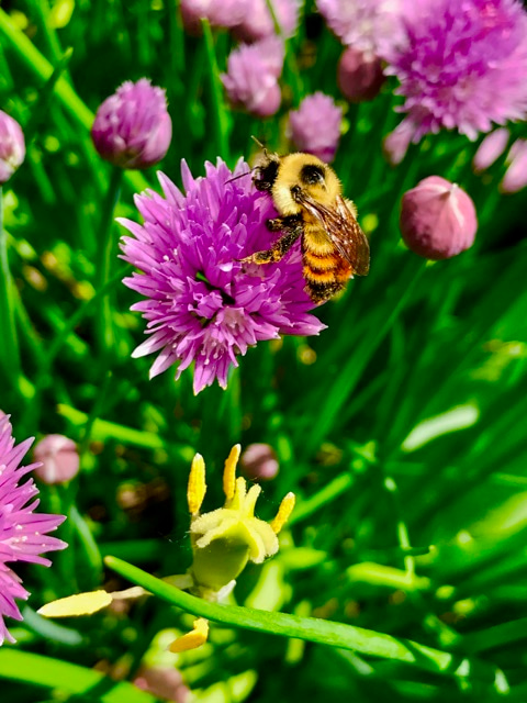 Red-belted bumblebee on a chive.