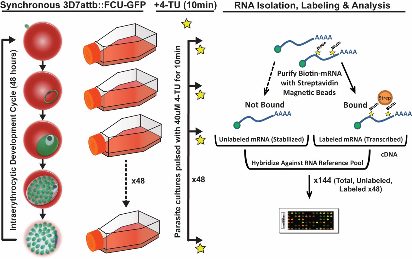 Schematic representation of the experimental design Schematic representation of the experimental design