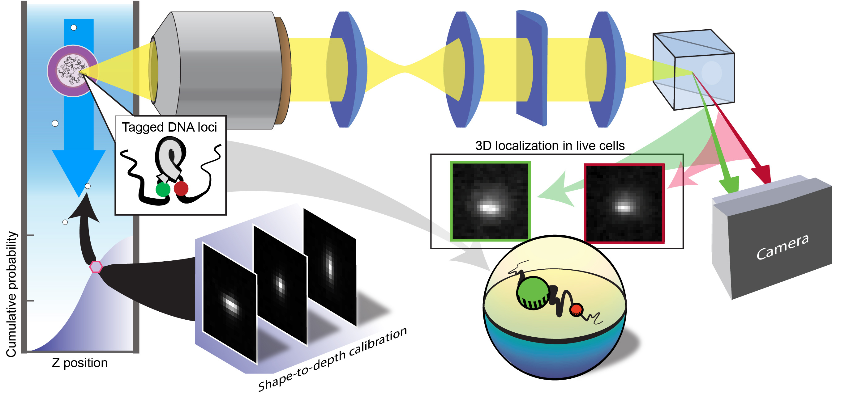 3D Imaging Flow Cytometry 3D Imaging Flow Cytometry