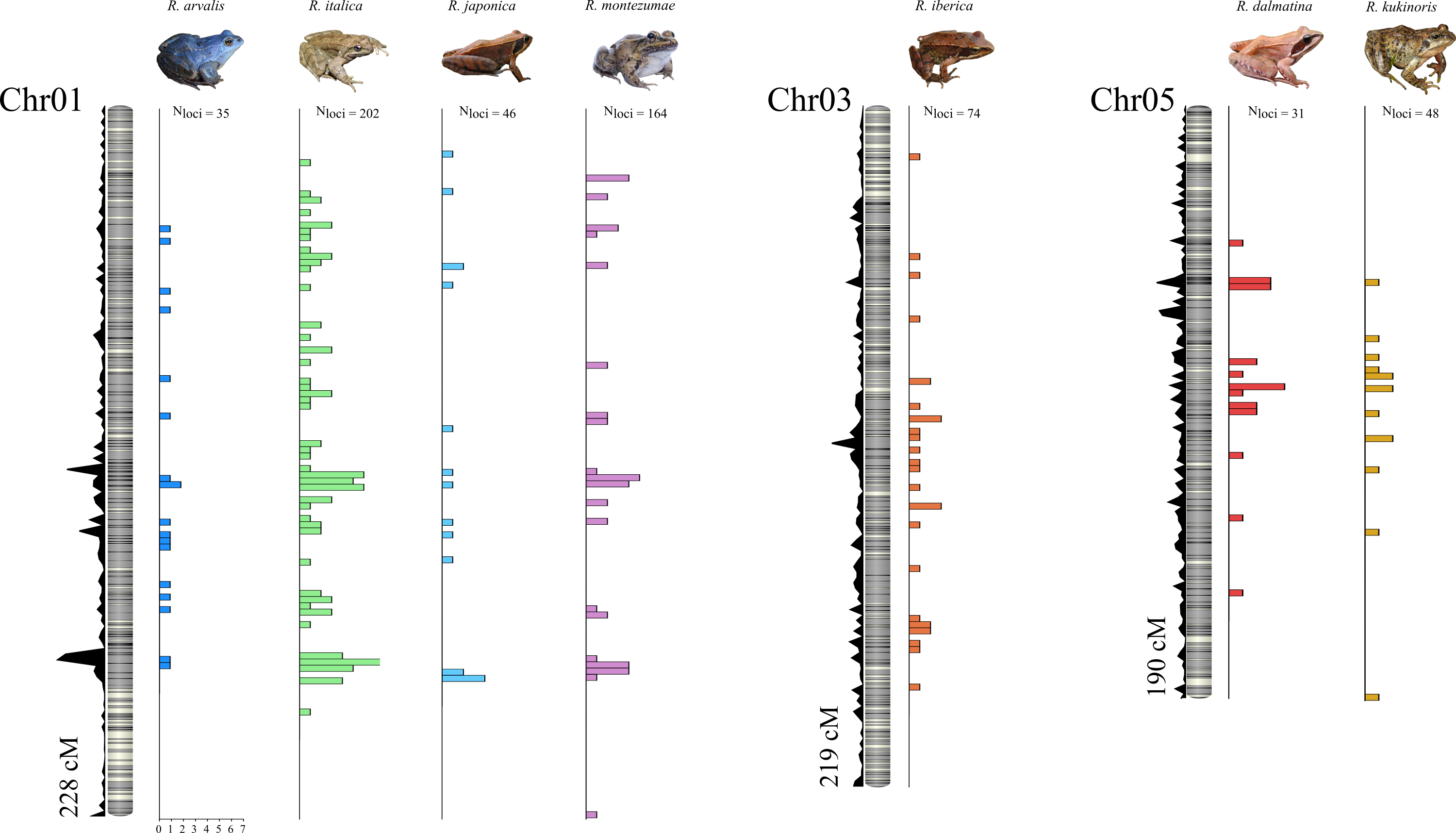 Sex linked markers on Frog sex chromosomes