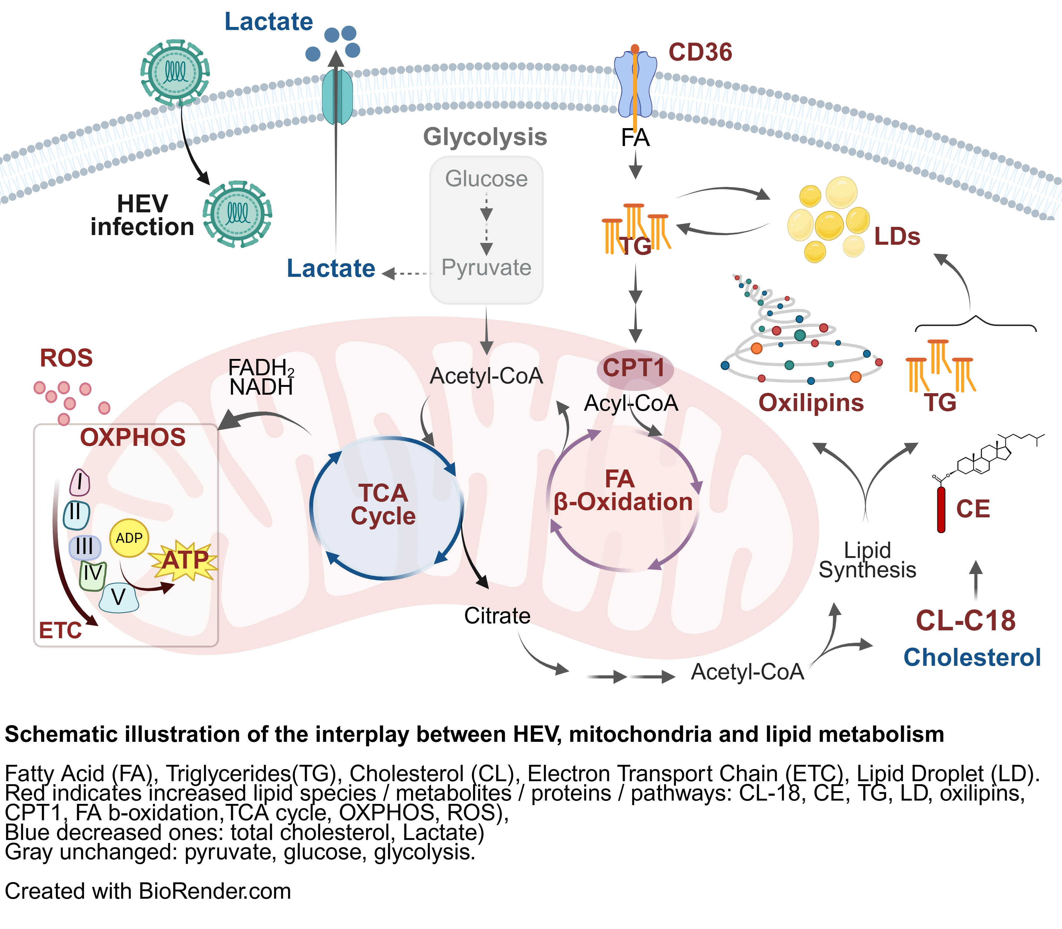 Key metabolic and signalling pathways remodelled in hepatocytes upon HEV infection.