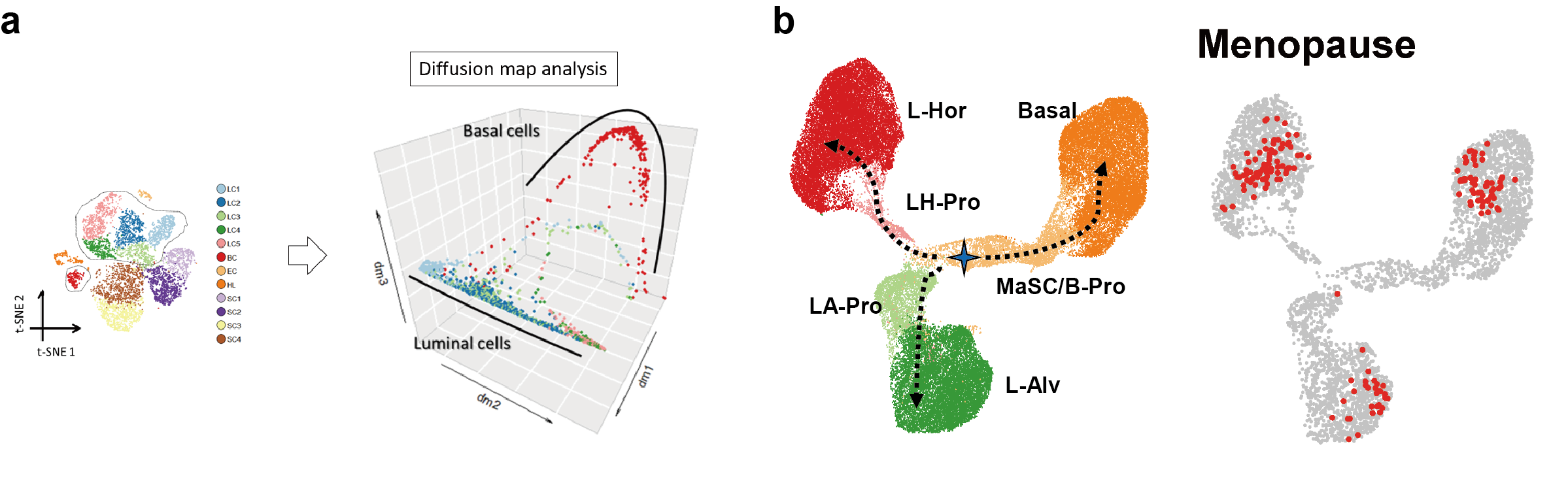 In the analysis at early stage, epithelial cells from the menopausal gland seemed to have an entire repertoire of the lineage including stem cells and multipotent progenitors, which should not be true (a). After integration, locations of cells from menopausal glands were restricted to fully differentiated populations (b).