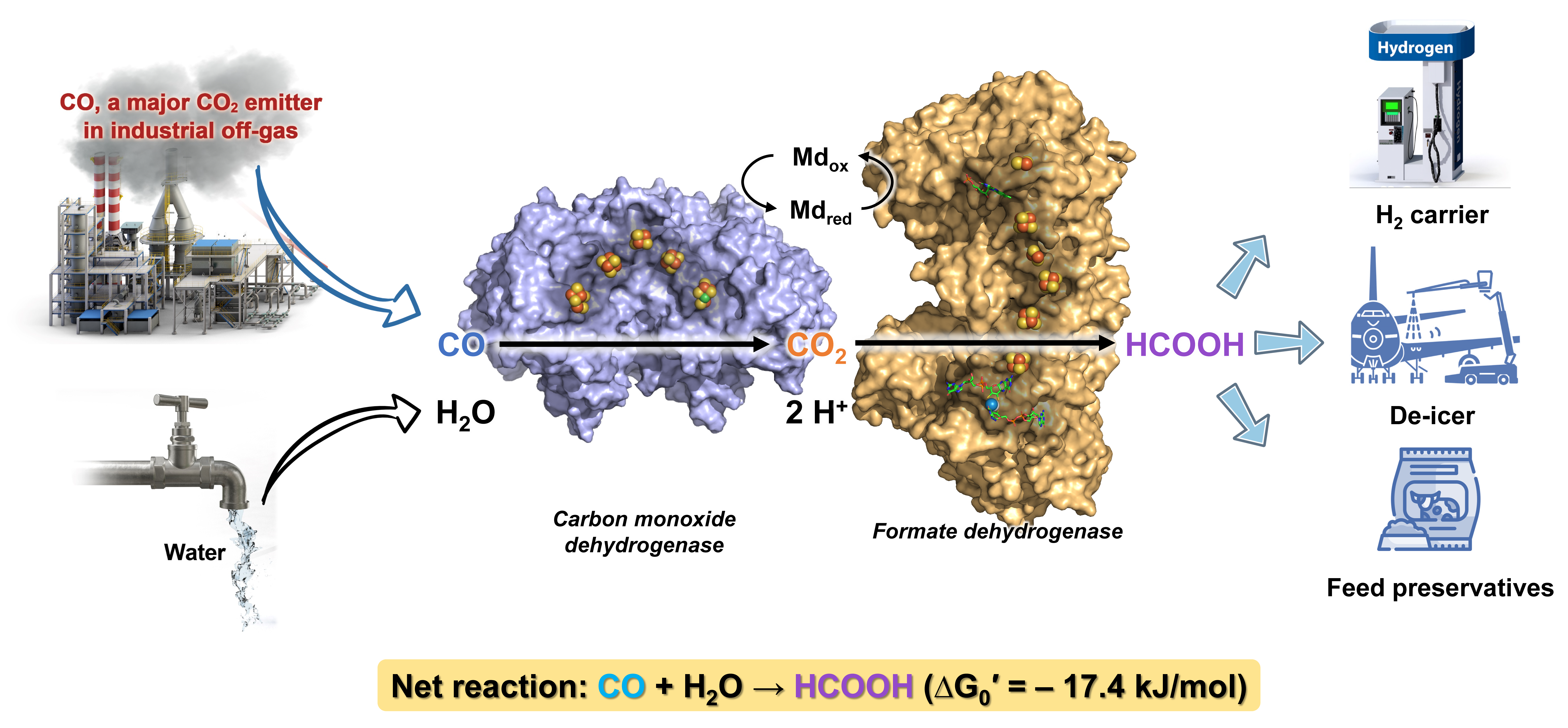 The in-vitro enCOH process, integrating the Wood‒Ljungdahl pathway. CO is converted to CO2 by CO dehydrogenase and further reduced to formate by formate dehydrogenase, aided by an electron mediator.