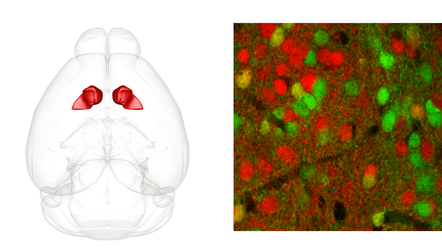 Fig.2: Localization of the nucleus accumbens in a mouse brain (left) and dopamine-sensitive neurons in a mouse nucleus accumbens (right). The nucleus accumbens is mainly composed of neurons expressing either D1-type (red) or D2-type (green) dopamine receptors and these are highly non-overlapping populations. 