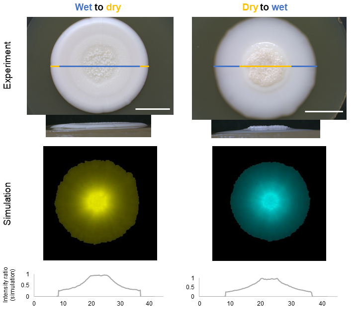 Colonies were grown in alternating wet and dry conditions by changing agar wetness under the colony after one week. Top and side views are shown for each scenario. Pictures were taken with a stereomicroscope. The agent-based simulations and their intensity ratios (based on the number of cells in the colony) of agent-based simulations in the cross section are shown below after the simulated 2 weeks long growth period. Scale bar represents 10 mm.