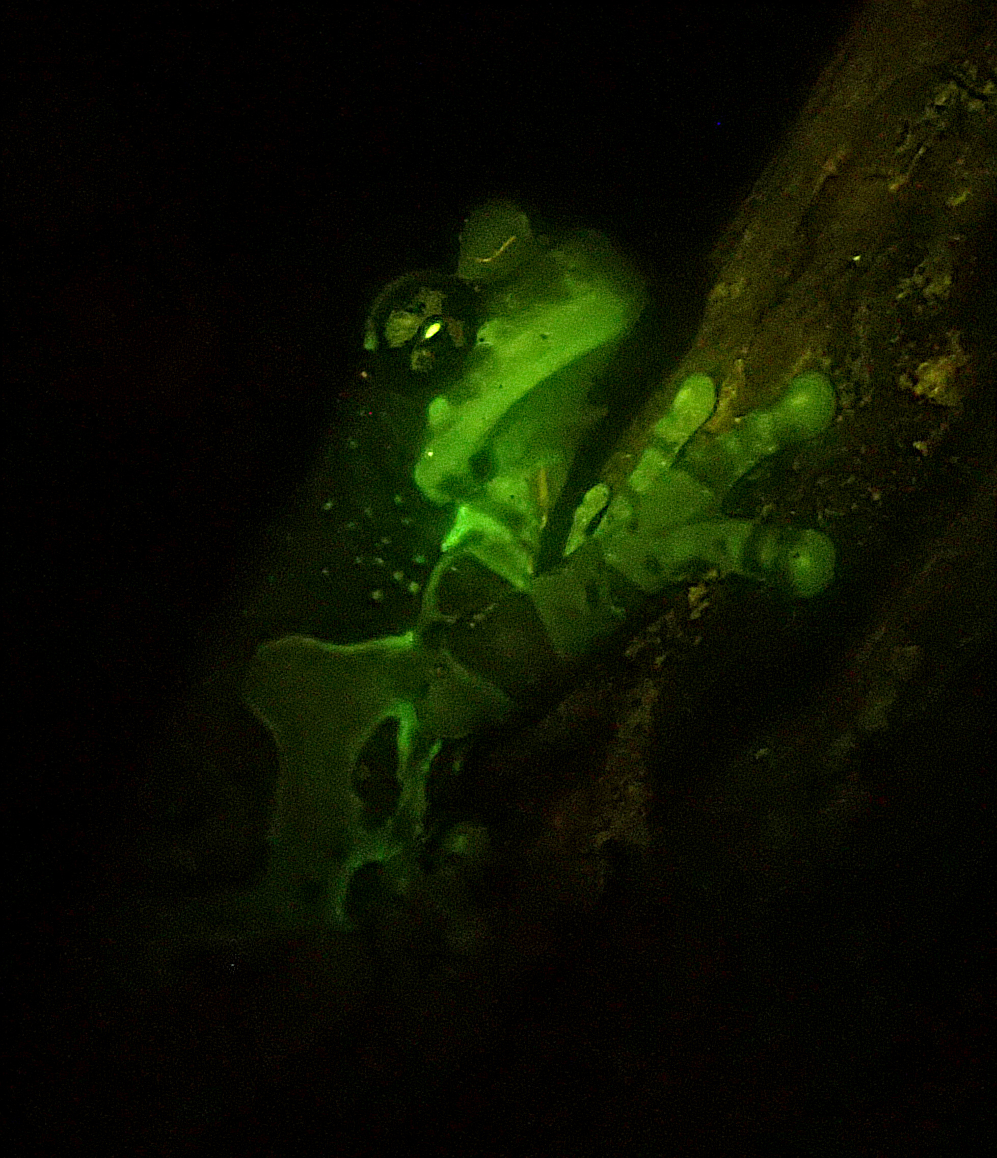 Some of the species we surveyed were residents at the Shedd Aquarium.