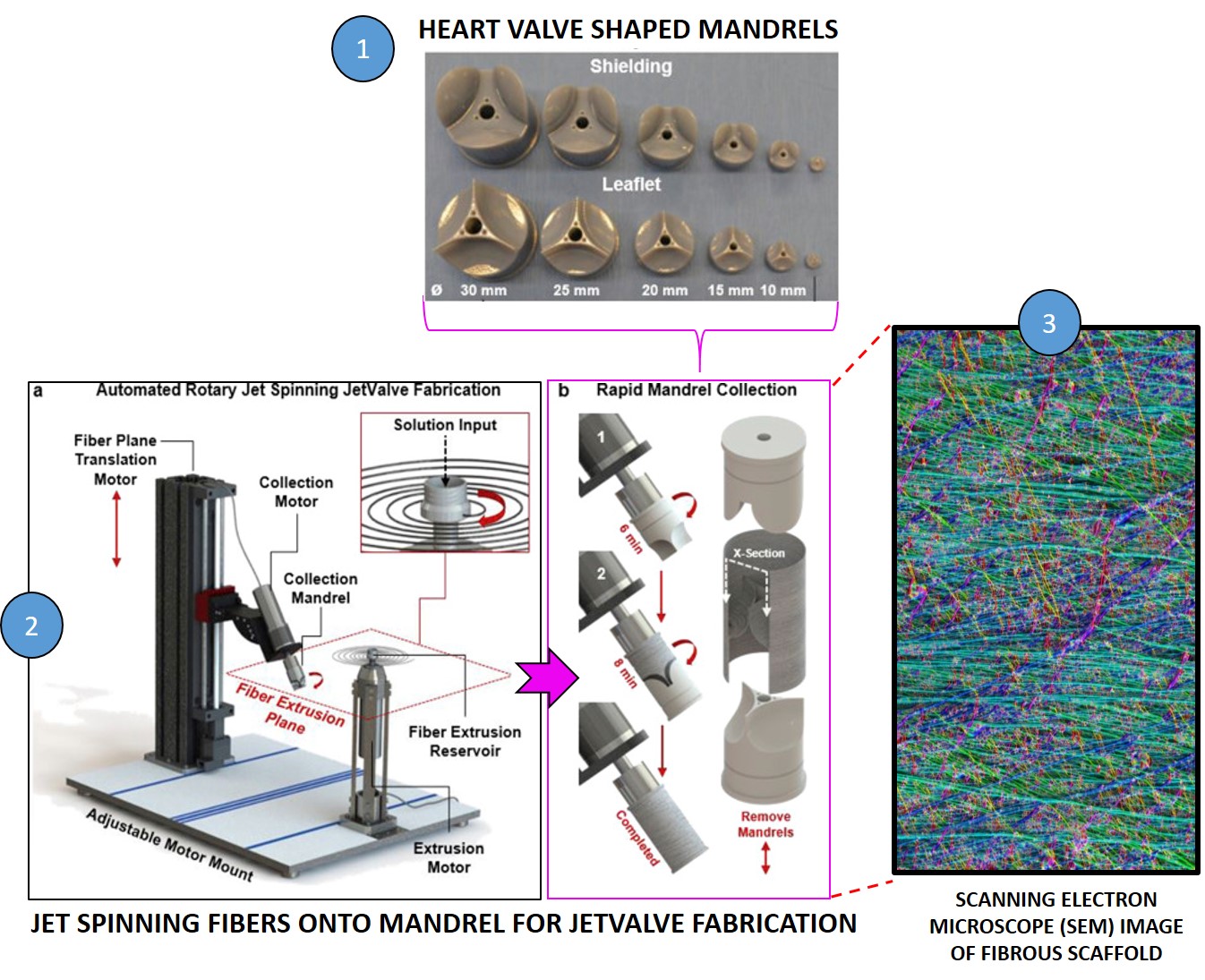 Engineering heart valves for the many