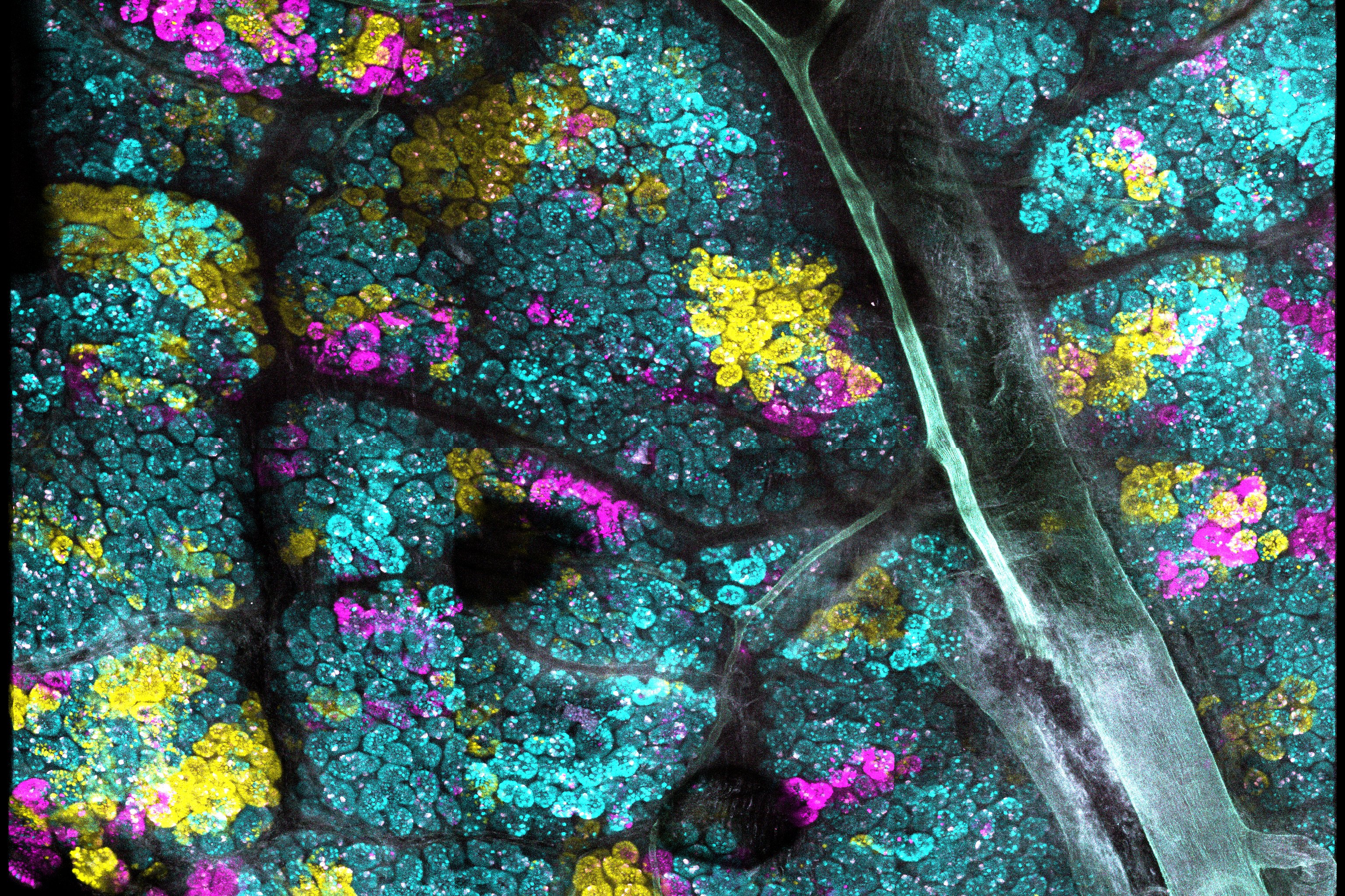 Crainbow mice expressing oncogenic Rspondin fusions (ROBO-Crainbow)