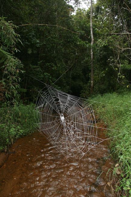 Web of Darwin's bark spider