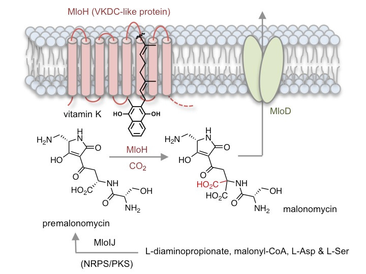 Biosynthetic pathway, with a highly unusual carboxylase enzyme (MloH), producing a structurally unique antibiotic malonomicin. Biosynthetic pathway, with a highly unusual carboxylase enzyme (MloH), producing a structurally unique antibiotic malonomicin.