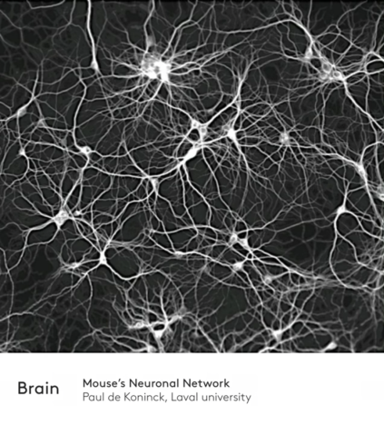 Biological Neural Network Biological Neural Network