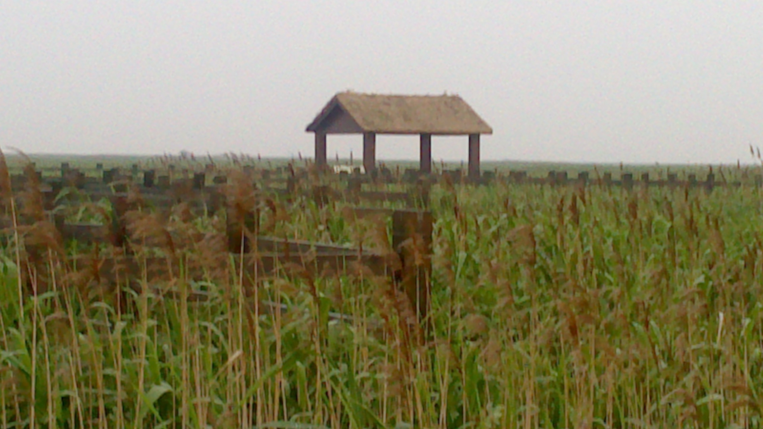 Rice field in Chongming Island, Shanghai 
