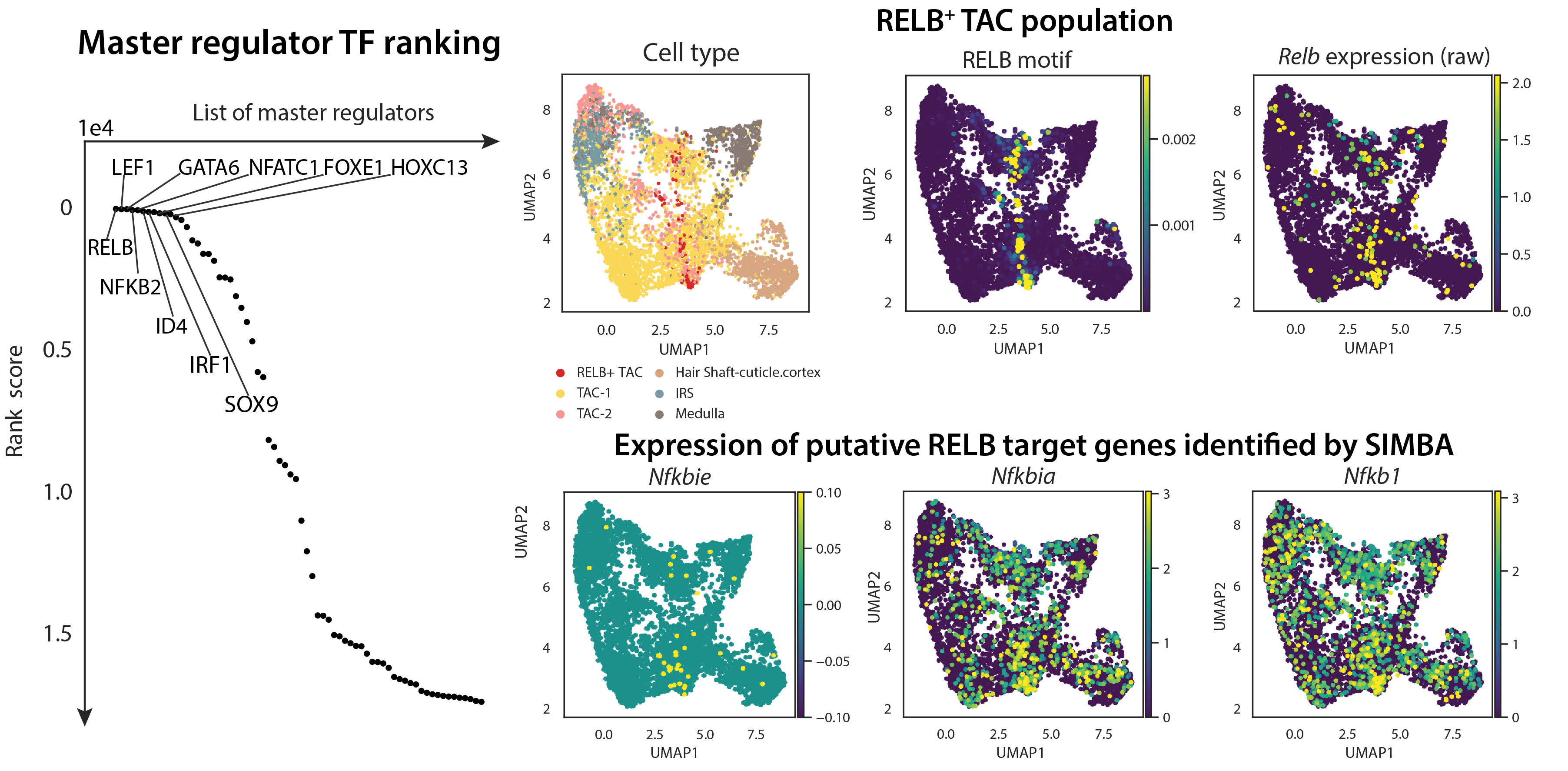Figure 4. SIMBA identifies RELB as a master transcription factor and identifies the novel RELB high (RELB+) cell type within TAC cells. Transcription motif accessibility and gene expression along with putative target genes’ expression levels are shown on the UMAP. 