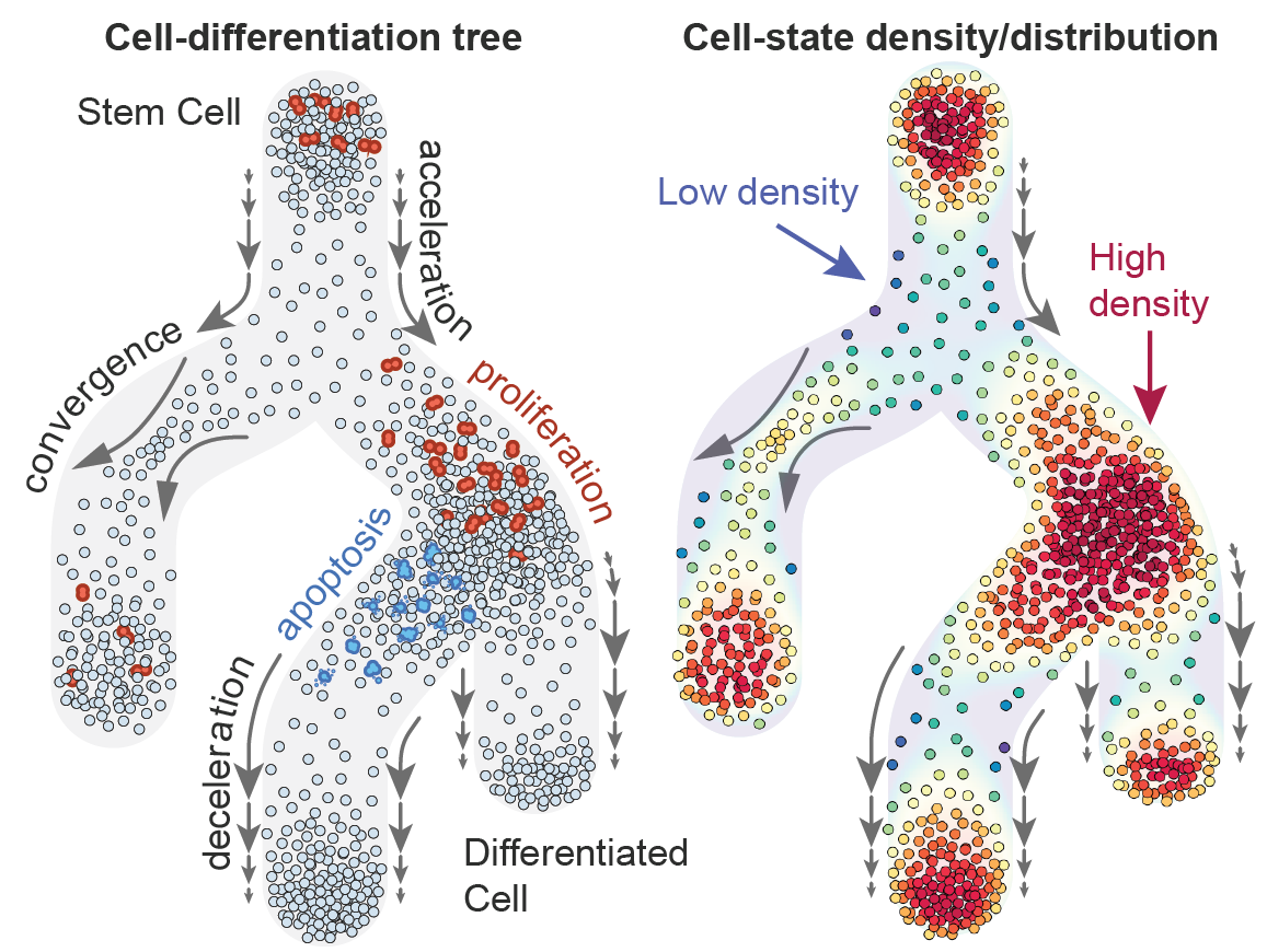 A schematic of cell-differentiation dynamics shaping the distribution of cell states in a cell-differentiation tree on the left, and the resulting cell-state density values on the right.
