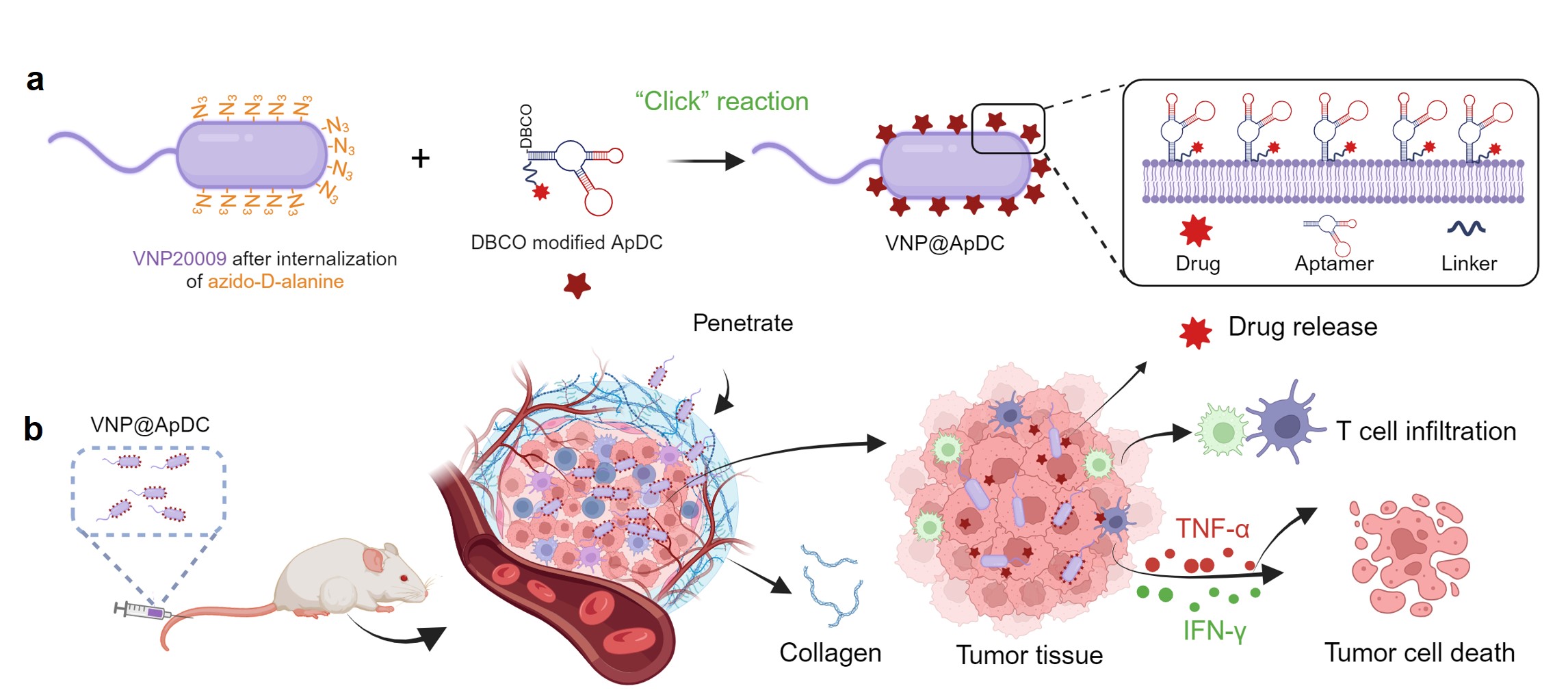 Fig1. Schematic illustrating the construction of functionalized bacteria and the mechanism against pancreatic tumors.