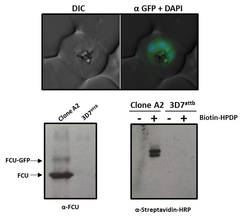 Confirmation of transgene expression facilitating pyrimidine salvage Confirmation of transgene expression facilitating pyrimidine salvage