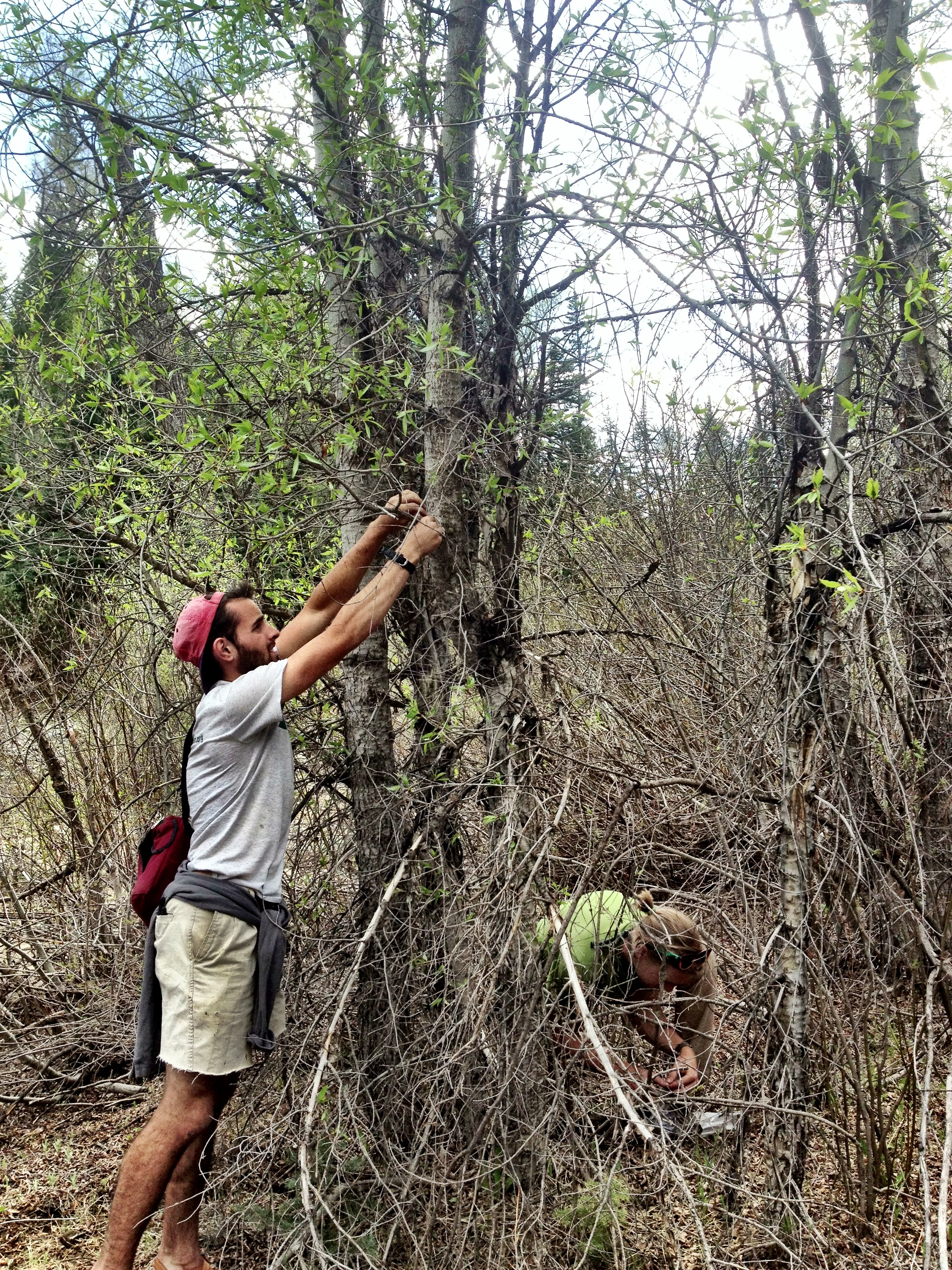 Sampling Populus angustifolia cuttings and soils in the wild. Photo credit: Ian Ware.
