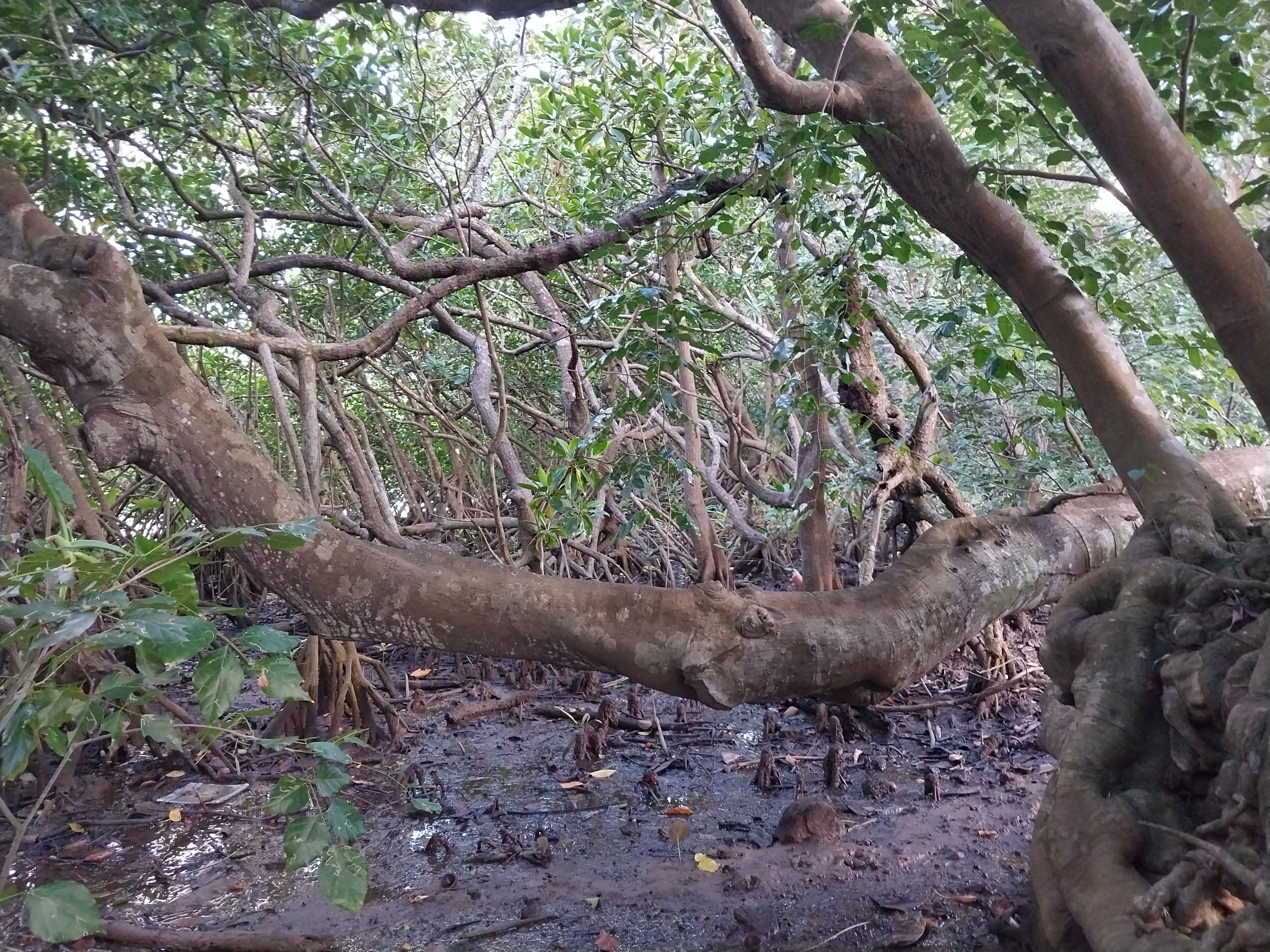 Mature forest of Rhizophora and Brugeira species at Ferney