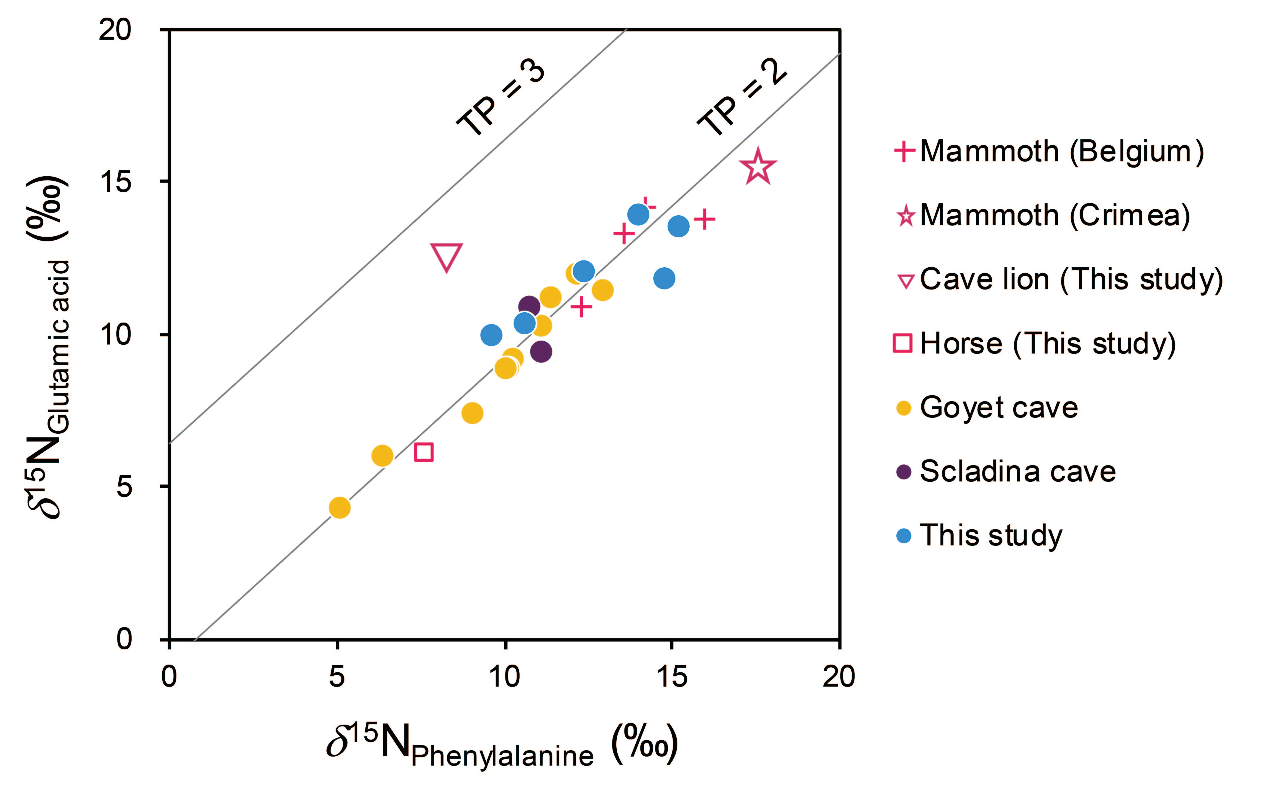 Nitrogen isotopic composition of glutamic acid and phenylalanine of the cave bears and reference animals from Romania and other regions in Europe. The solid lines of TP = 2 and TP = 3 indicate theoretical combinations of these two values for primary consumers (herbivores) and secondary consumers (carnivores), respectively, in terrestrial ecosystems (after Naito et al. 2020). Nitrogen isotopic composition of glutamic acid and phenylalanine of the cave bears and reference animals from Romania and other regions in Europe. The solid lines of TP = 2 and TP = 3 indicate theoretical combinations of these two values for primary consumers (herbivores) and secondary consumers (carnivores), respectively, in terrestrial ecosystems (after Naito et al. 2020).