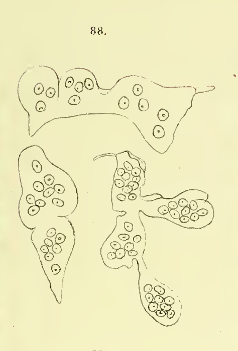 Figure 1: "Osteoclast from the sinus frontalis of the calf, as if in the process of division, maybe also fused" [1]
