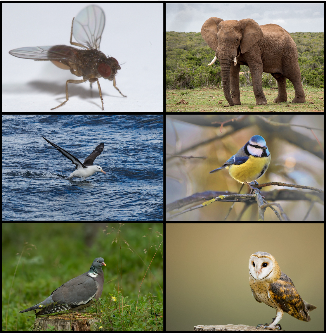 Diversity of animal developmental durations Diversity of animal developmental durations