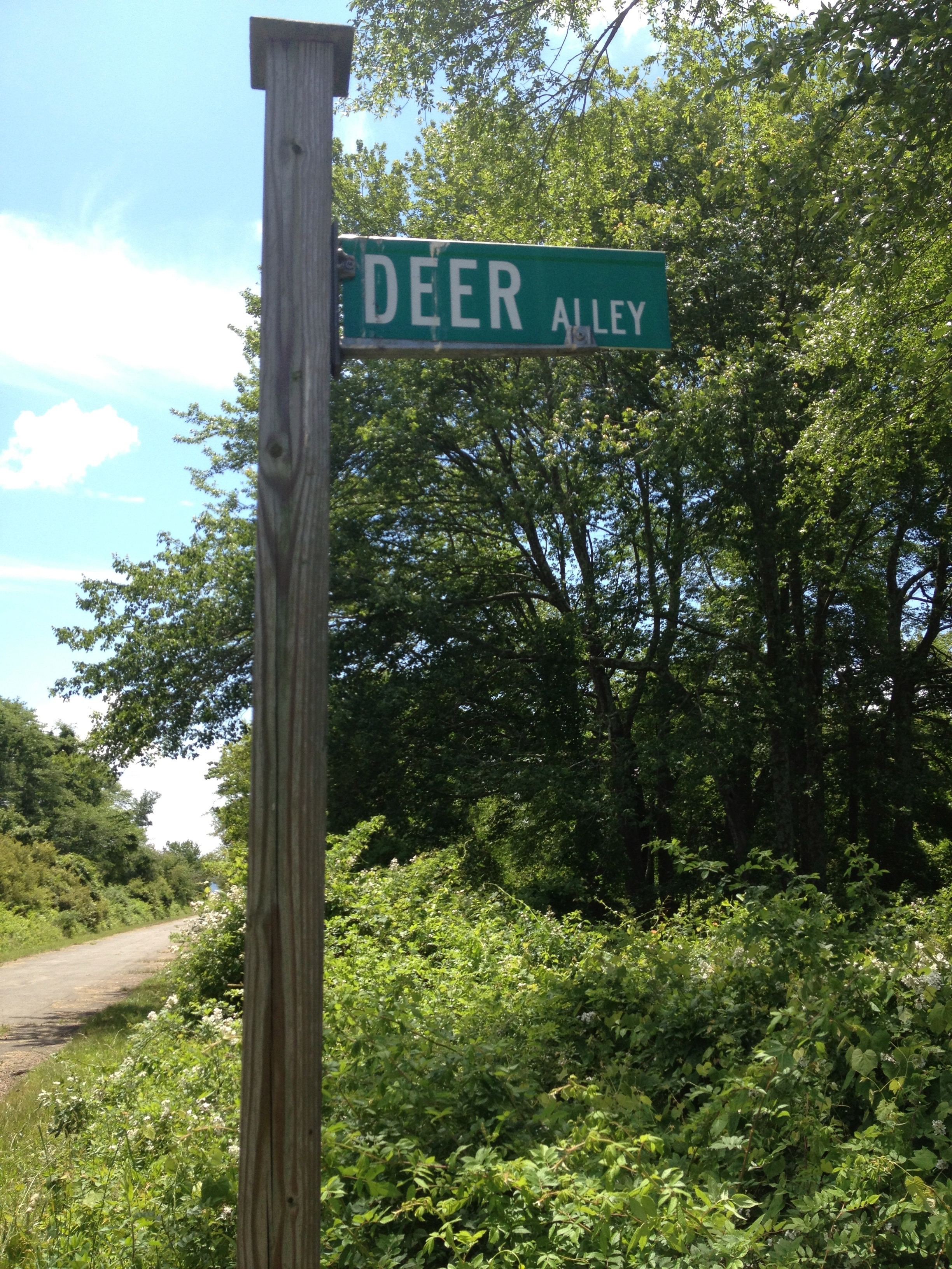 A tick collecting site on Prudence Island, Rhode Island. A tick collecting site on Prudence Island, Rhode Island.