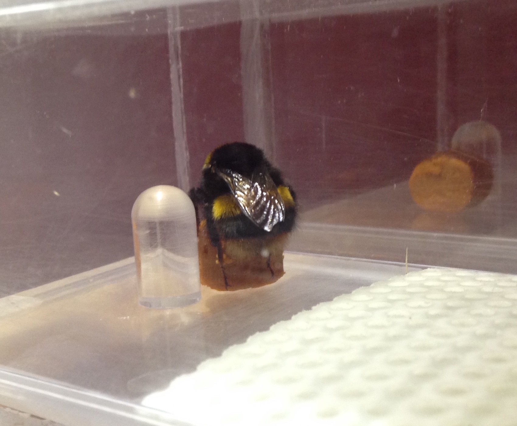 Bumblebee (Bombus terrestris) queen incubating her eggs on a pollen ball in the bee room (photo: Judit Bagi) Bumblebee (Bombus terrestris) queen incubating her eggs on a pollen ball in the bee room (photo: Judit Bagi)
