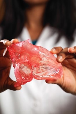 A 3-D printed heart model
