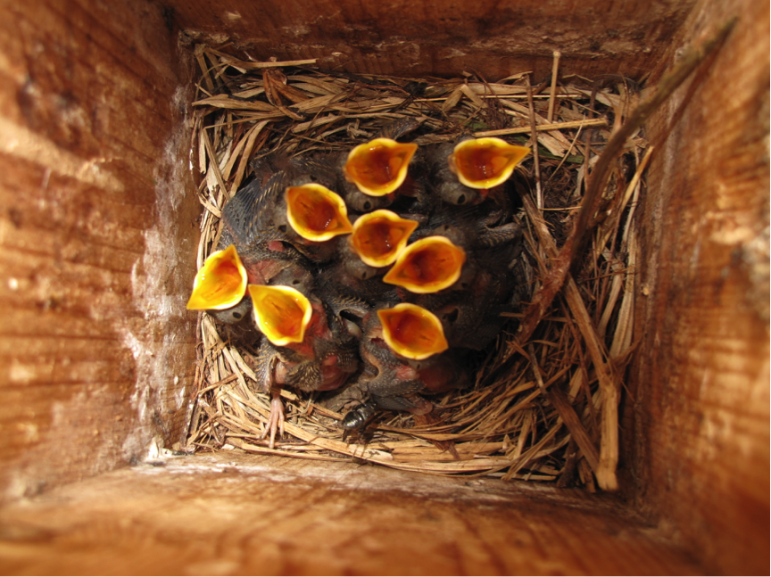 A brood of collared flycatchers in one of our nestboxes