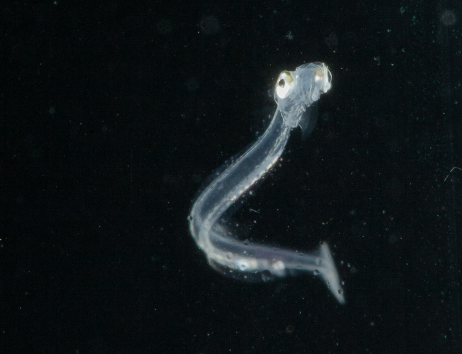 Herring larvae Herring larvae