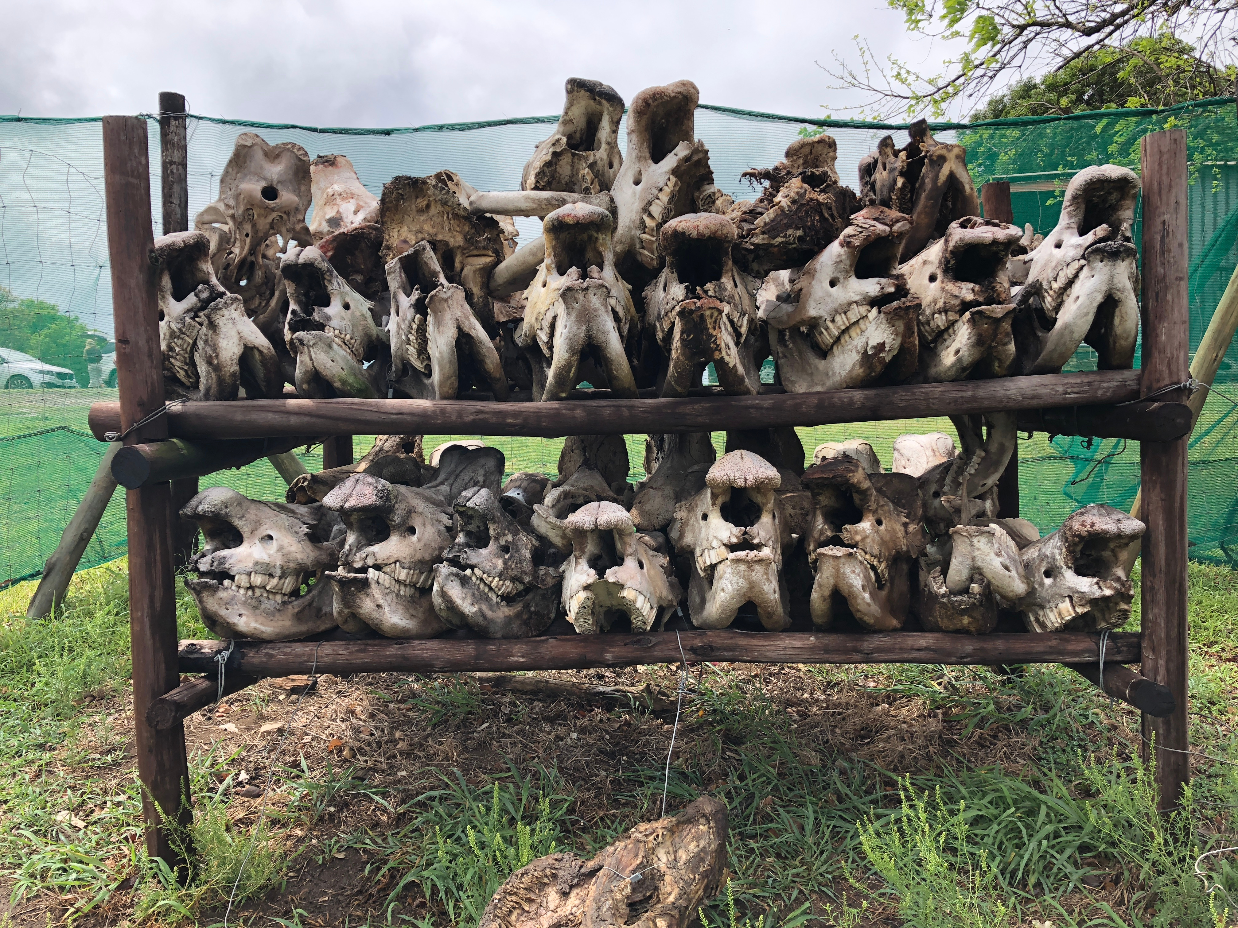 Skulls of poached rhino skulls outside ranger station in South Africa (Credit: Gore). Skulls of poached rhino skulls outside ranger station in South Africa (Credit: Gore).
