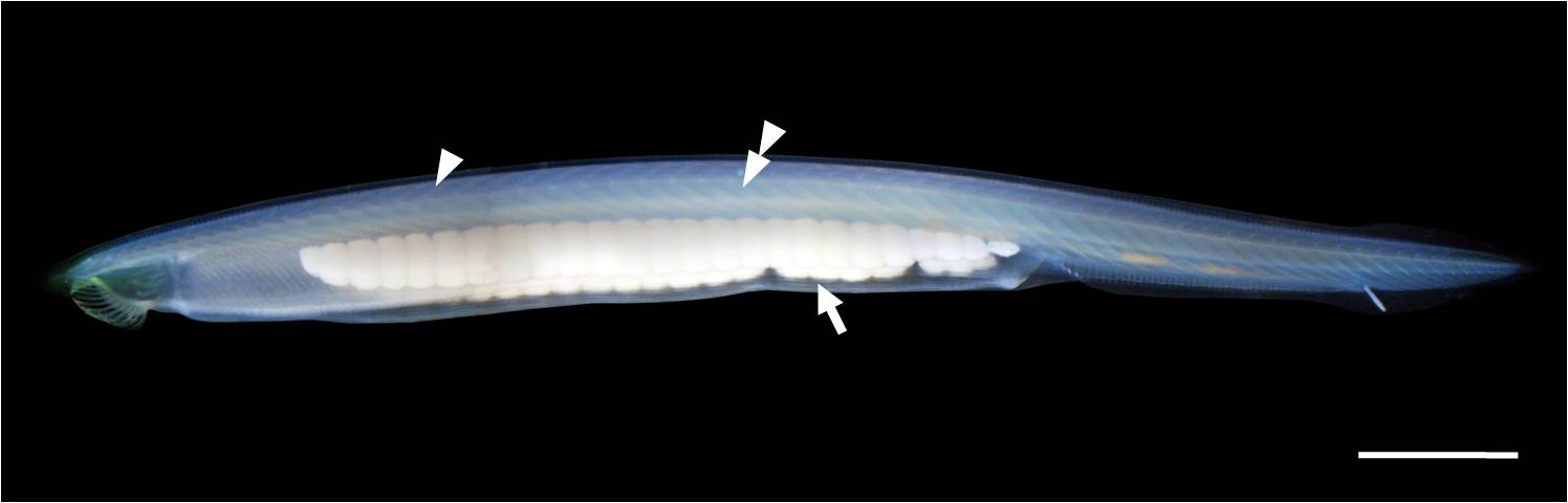 Picture of a single adult amphioxus Picture of a single adult amphioxus