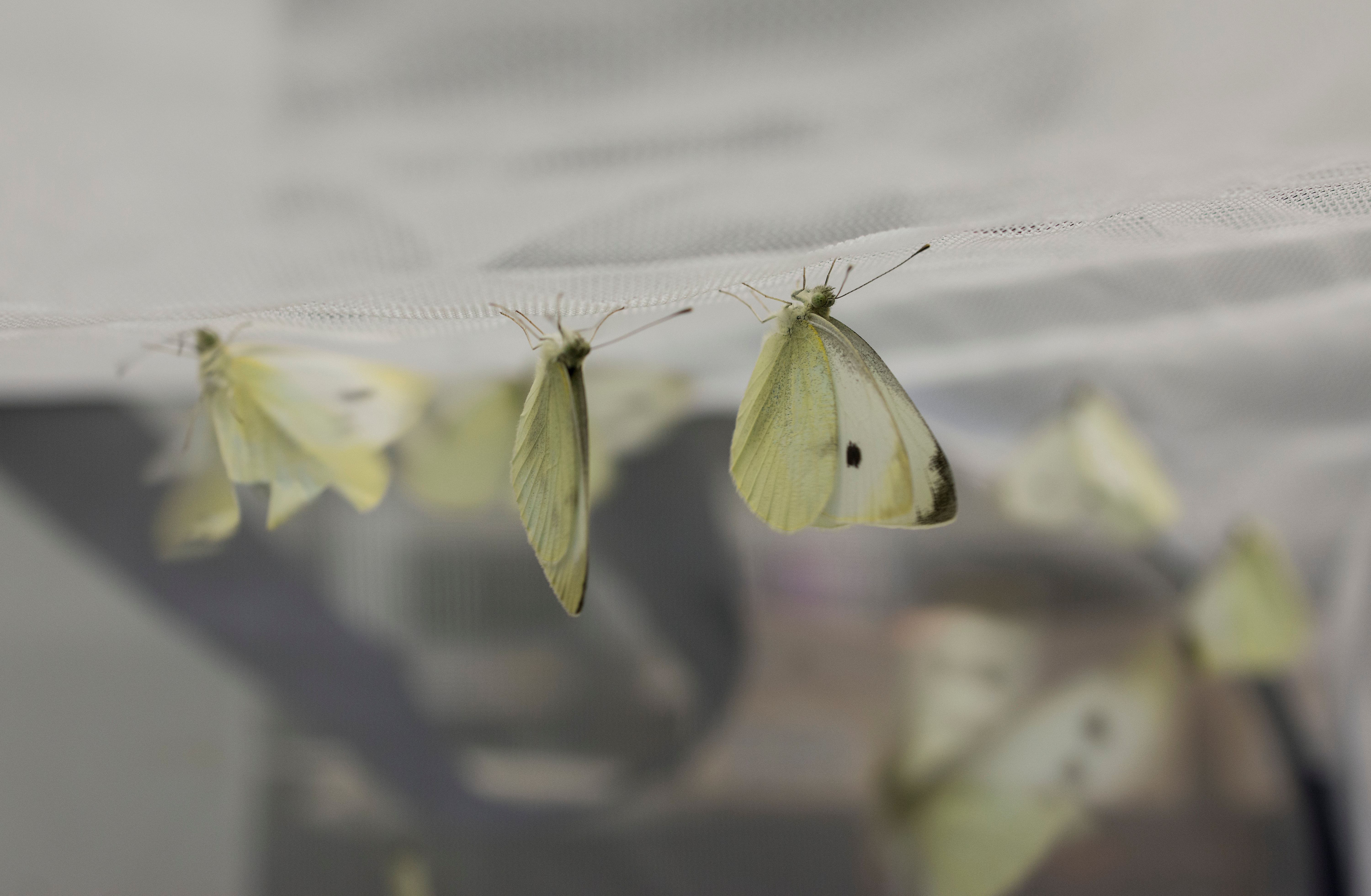 Cabbage White butterflies collected from around the University of Chicago.