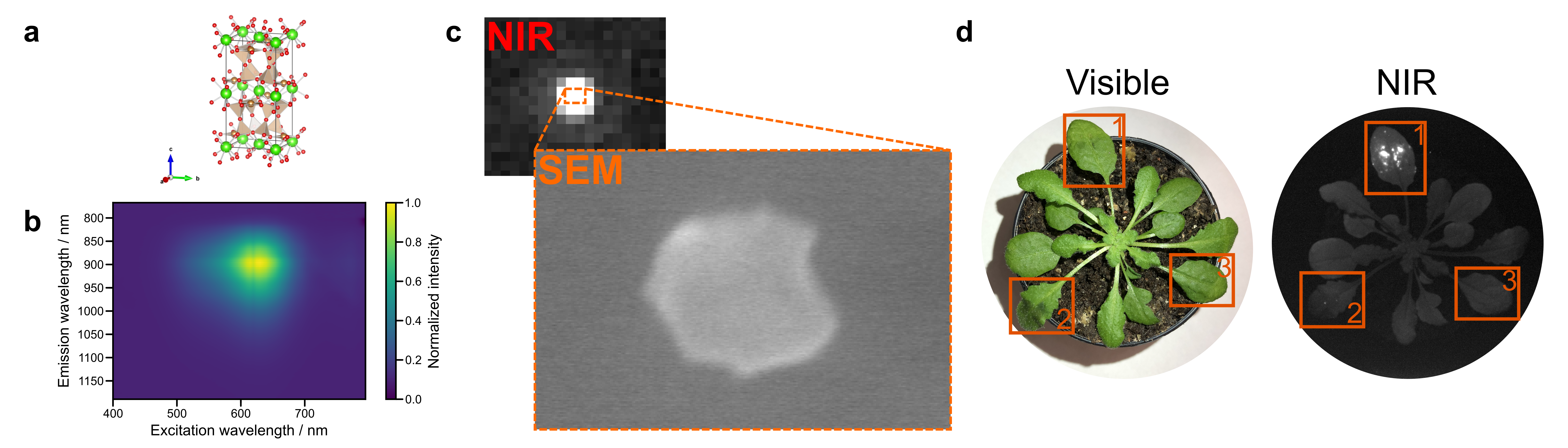 An ancient pigment becomes a novel NIR fluorophore
