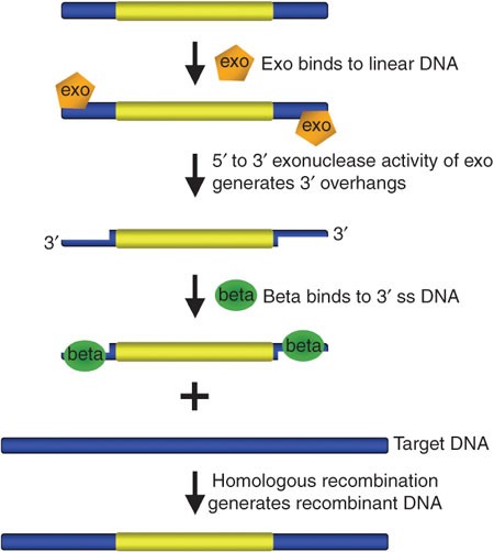 Recombineering: a homologous recombination based method of genetic engineering