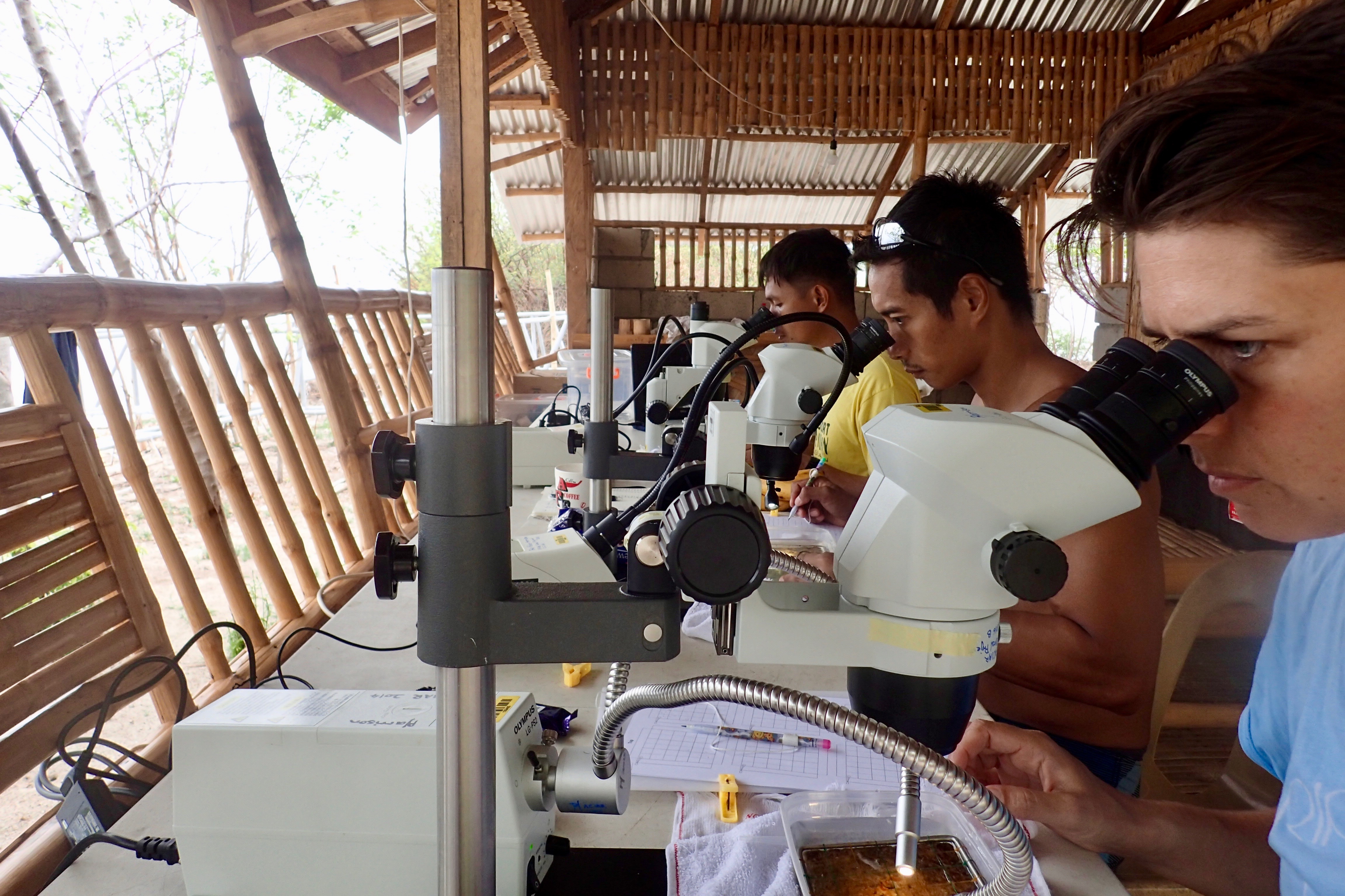 Counting 5 day old coral polyps Counting 5 day old coral polyps