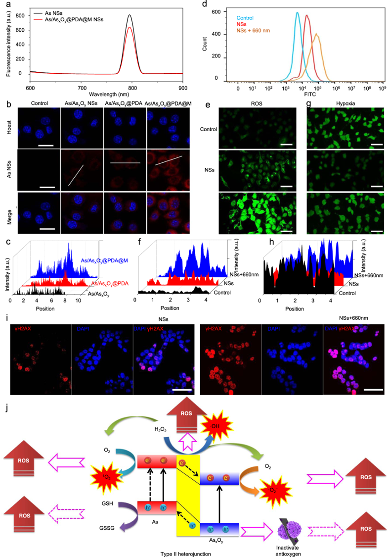 Fig. 7: Intracellular uptake and ROS generation.