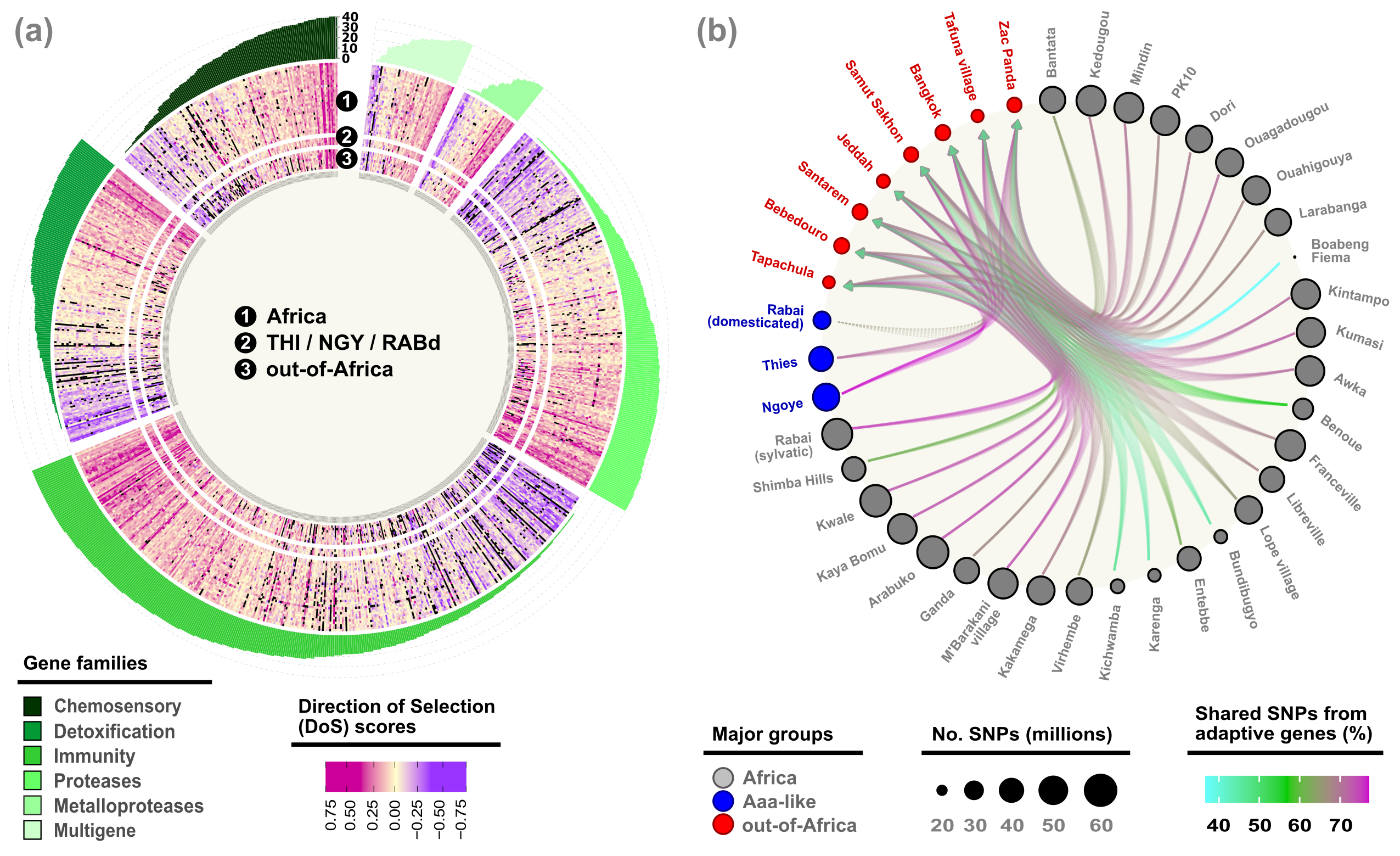 (a) Extensive local adaptation (pink), weak negative selection (purple) and neutral evolution (yellow) are observed across Ae. aegypti populations (y axis) and genes (x axis) with functions known to impact behaviors of self-domestication and immunity. Figure (a) adapted from © 2025, Lozada-Chávez, A. N. et al., CC BY-NC-ND 4.0. (b) Over half of the out-of-Africa-associated variants located within adaptive genes are shared with African populations, suggesting an origin from ancestral standing genetic variation. Figure (b) credits: © 2025, Lozada-Chávez, I. et al., CC BY-NC-ND 4.0.