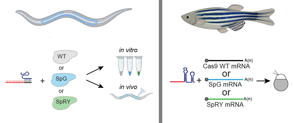 Testing modalities for SpG and SpRY in worms and zebrafish