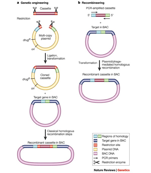 Genetic engineering vs. Recombineerin