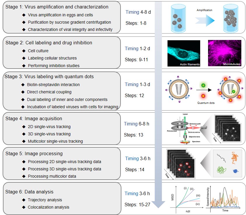  To obtain labeled virus samples for imaging, protocols for the propagation, purification and characterization of virus depend strongly on the virus type (Stage 1). Next, cell structure labeling and drug inhibition assays can be used to facilitate the exploration of the dynamic interactions between virus and cellular structures and the steps of the infection process (Stage 2). Labeling viral components with QDs is crucial for QSVT. The appropriate labeling method needs to be carefully chosen to avoid affecting the viral infectivity. The labeled viruses are then incubated with host cells for imaging. (Stage 3). Then, labeled viruses can be individually tracked with two-dimensional, three-dimensional or multicolor QSVT techniques by spinning-disk confocal microscopy to obtain time-series images (Stage 4). After that, image processing is required to convert the original stack of fluorescent images into trajectories (Stage 5). Finally, based on the time-dependent plot of speed or intensity, mean-squared displacement and colocalization, the trajectories are statistically analyzed to uncover the underlying mechanisms of virus infection (Stage 6). 