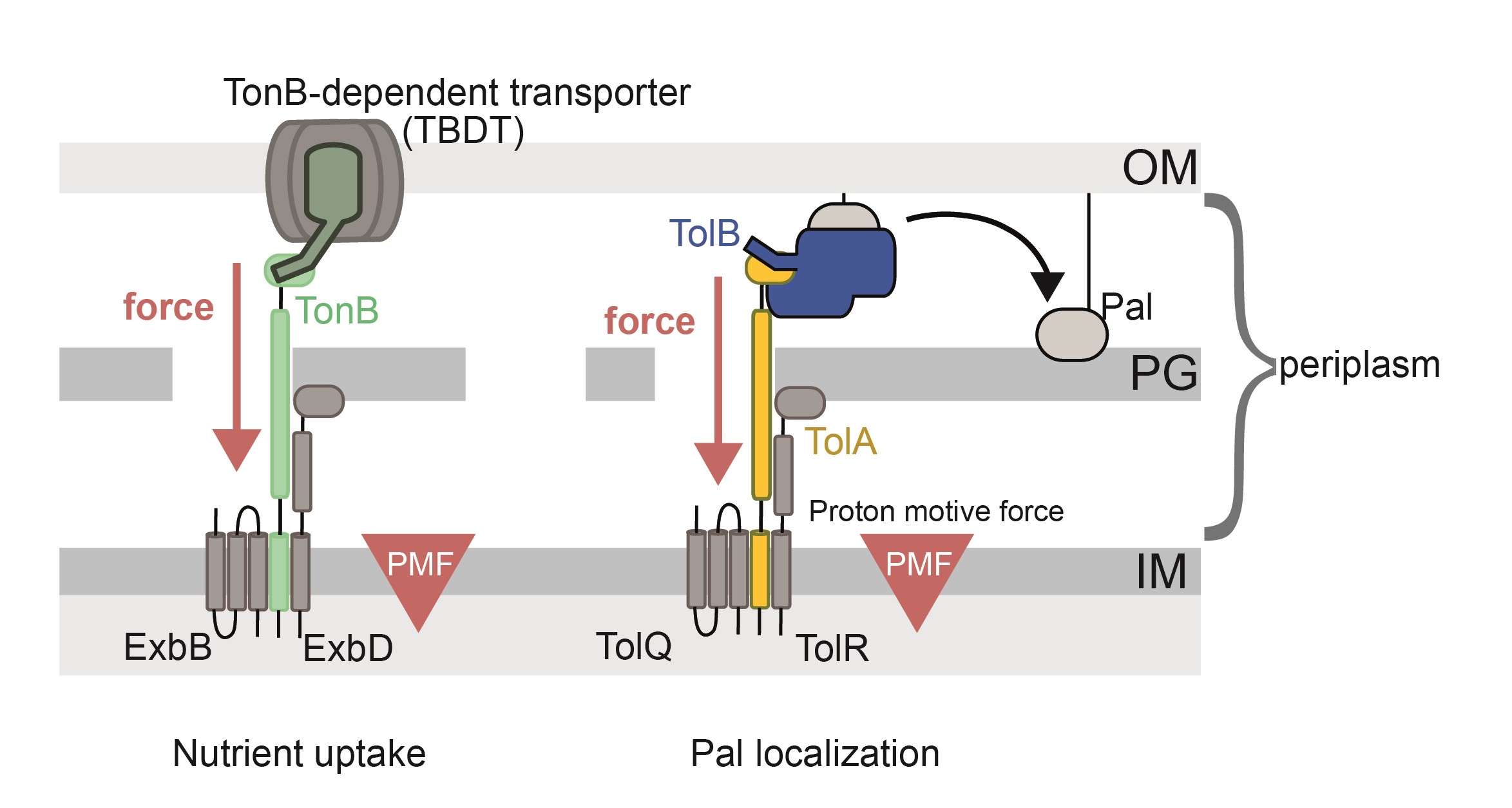 Figure 1 Schematic illustrating the components of Tol and Ton systems in Gram-negative bacteria Figure 1 Schematic illustrating the components of Tol and Ton systems in Gram-negative bacteria