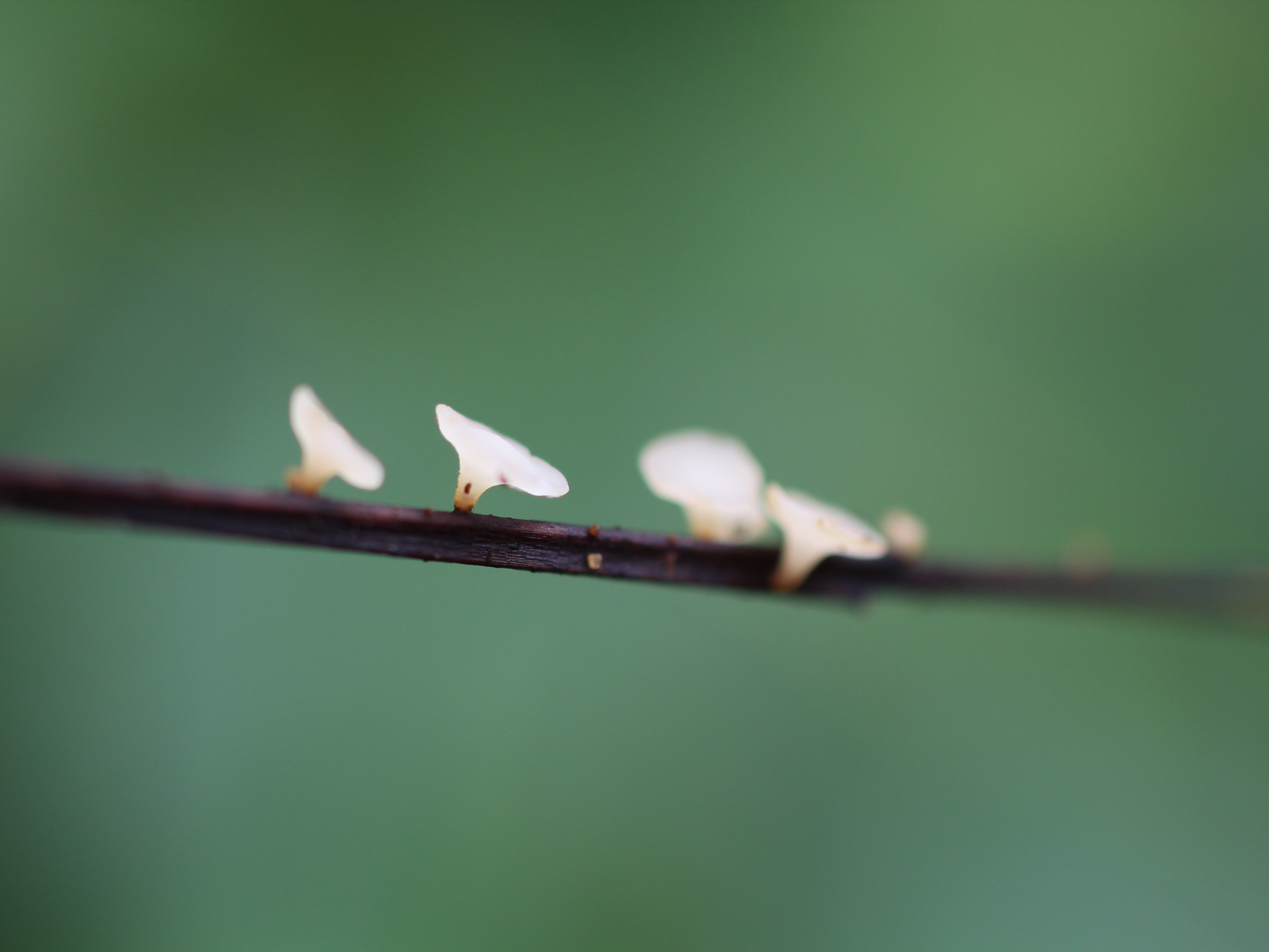 Hymenoscyphus fraxineus fruiting bodies