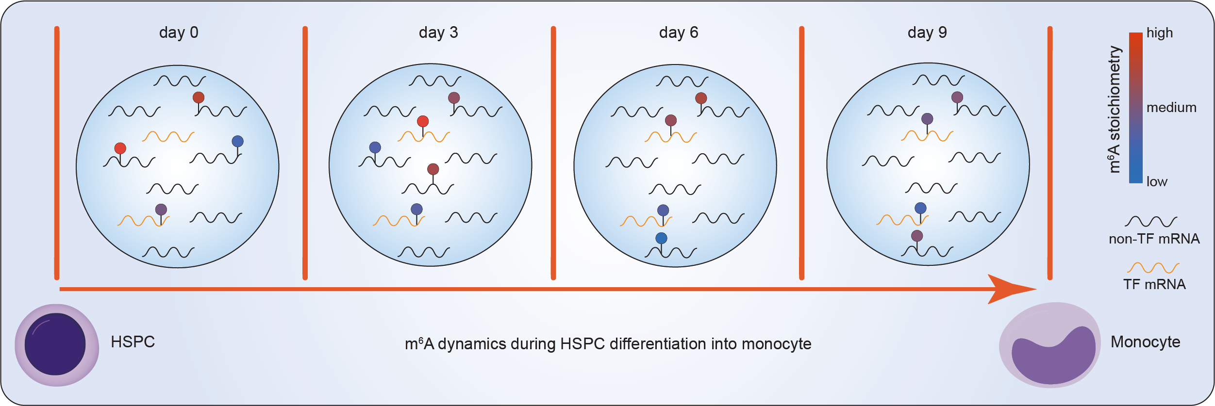 Fig. 2 m6A Dynamics across hematopoietic stem cell differentiation into monocytes.