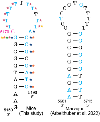 Positions with a mutation frequency > 1x10-3 are in magenta, while positions that undergo mutations are denoted in light blue. In the macaque OriL diagram, variant hotspots are denoted in light blue. Stars represent mouse strains that have mutations present at a given position (B6 (blue), AKR (pink), ALR (green), FVB (orange), and NZB (yellow)).