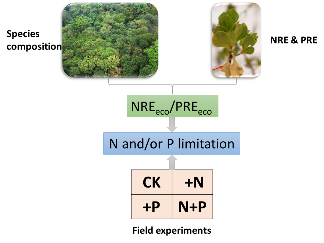 Combining paired field measurements and fertilization experiments to understand ecosystem nutrient limitation. Combining paired field measurements and fertilization experiments to understand ecosystem nutrient limitation.